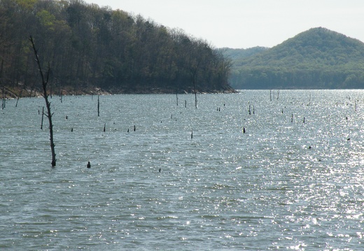 Submerged Timber